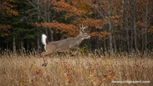 How fast deer run: whitetail bounding across a field
