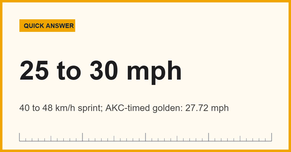Golden retriever speed: a fit adult golden sprints about 25 to 30 mph (40 to 48 km/h)