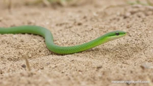 How fast are snakes moving across sand