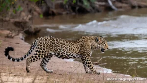 Jaguar running along a riverbank, how fast is a jaguar
