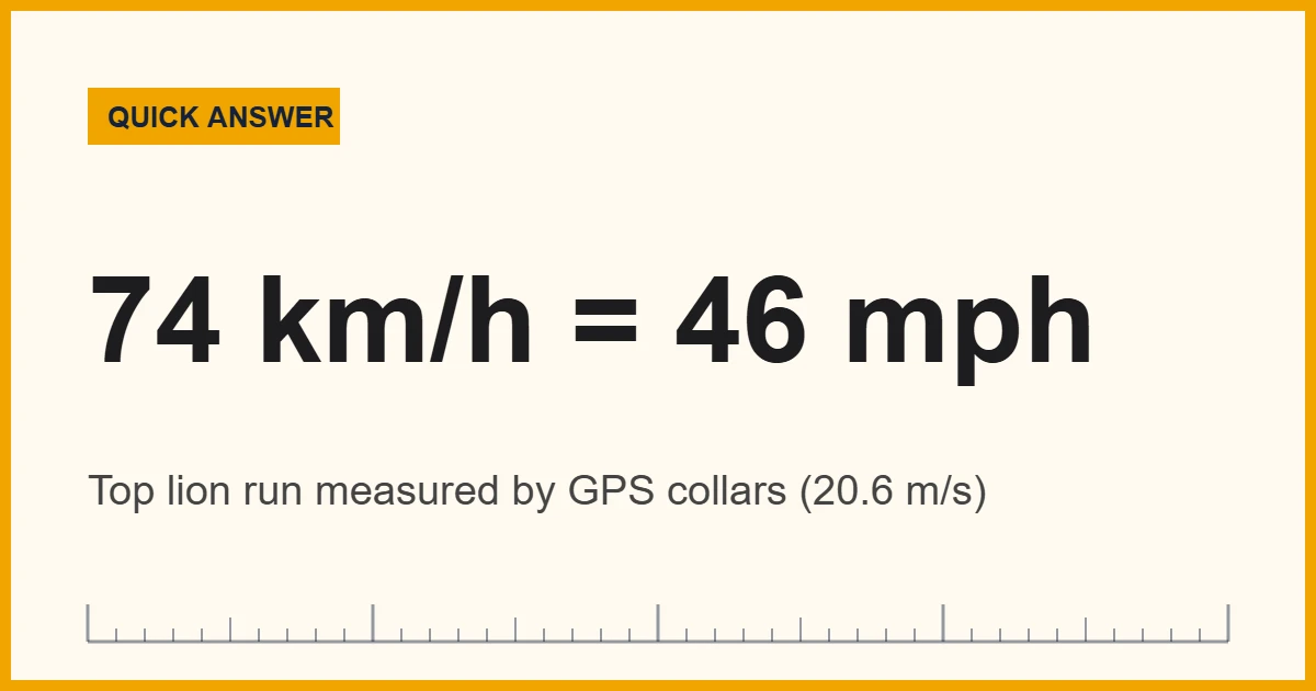 How fast can a lion run: the lion run top speed measured is 74 km/h (46 mph)