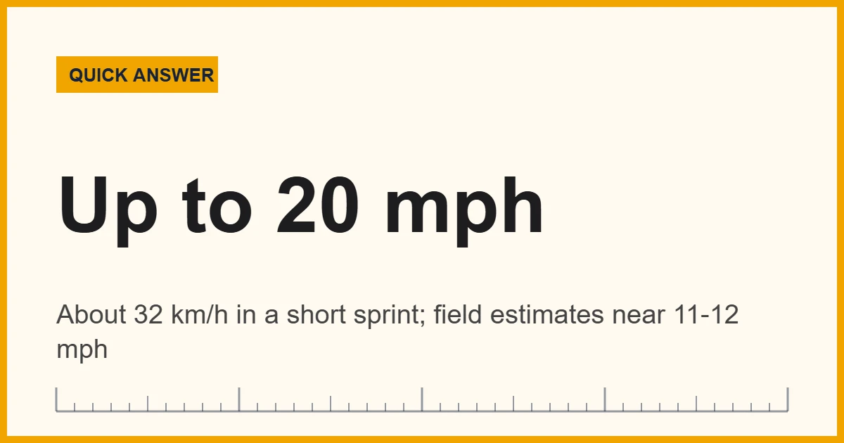 Squirrel speed chart: a gray squirrel sprints up to about 20 mph (32 km/h)