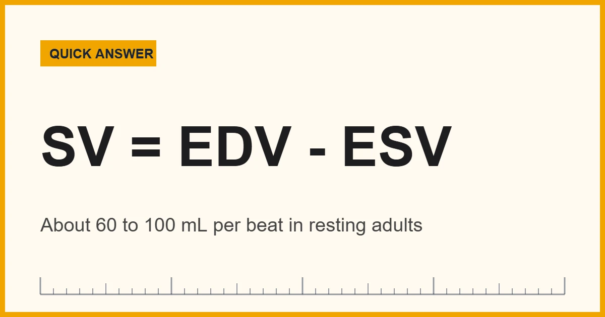 Stroke volume equals end-diastolic volume minus end-systolic volume, about 60 to 100 mL per beat