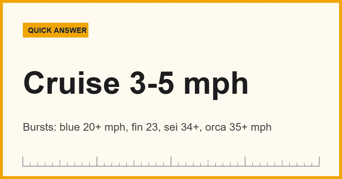 Chart showing how fast whales swim, from a 5 mph cruise to 35 mph bursts