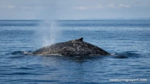 How fast whales swim at the surface